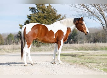 American Quarter Horse, Gelding, 11 years, 14.2 hh, Chestnut
