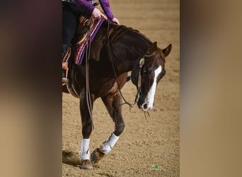 American Quarter Horse, Gelding, 11 years, 14.2 hh, Chestnut