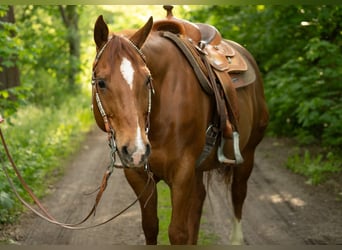 American Quarter Horse, Gelding, 11 years, 14.2 hh, Chestnut