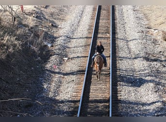 American Quarter Horse, Gelding, 11 years, 14.2 hh, Dun
