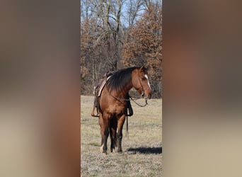 American Quarter Horse, Gelding, 11 years, 14.2 hh, Dun