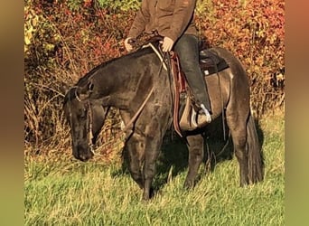 American Quarter Horse, Gelding, 11 years, 14.2 hh, Grullo