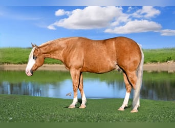American Quarter Horse, Gelding, 11 years, 14.2 hh, Palomino
