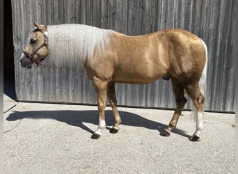 American Quarter Horse, Gelding, 11 years, 14,2 hh, Palomino