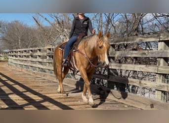 American Quarter Horse, Gelding, 11 years, 14,2 hh, Palomino