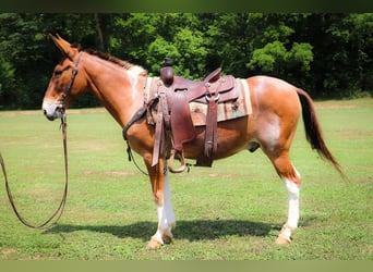 American Quarter Horse, Gelding, 11 years, 14.2 hh, Red Dun