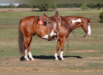 American Quarter Horse, Gelding, 11 years, 14,2 hh, Sorrel