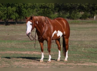 American Quarter Horse, Gelding, 11 years, 14,2 hh, Sorrel