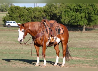 American Quarter Horse, Gelding, 11 years, 14,2 hh, Sorrel