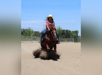 American Quarter Horse, Gelding, 11 years, 14.2 hh, Sorrel