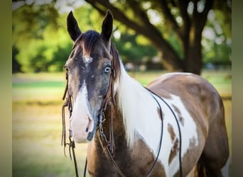 American Quarter Horse, Gelding, 11 years, 14,2 hh, Tobiano-all-colors