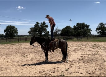 American Quarter Horse, Gelding, 11 years, 14.2 hh, Tobiano-all-colors