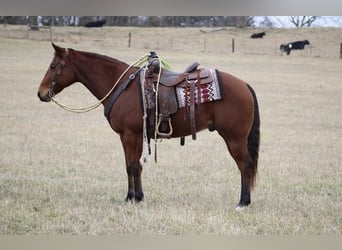 American Quarter Horse, Gelding, 11 years, 14.3 hh, Bay