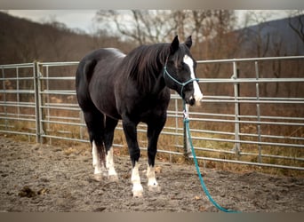 American Quarter Horse, Gelding, 11 years, 14,3 hh, Black