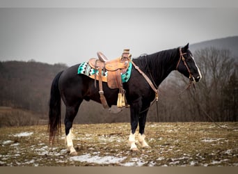 American Quarter Horse, Gelding, 11 years, 14,3 hh, Black