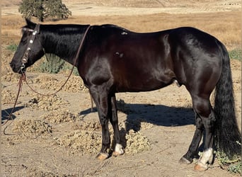 American Quarter Horse, Gelding, 11 years, 14.3 hh, Black