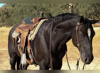 American Quarter Horse, Gelding, 11 years, 14,3 hh, Black