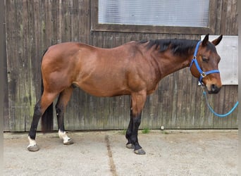 American Quarter Horse, Gelding, 11 years, 14.3 hh, Brown