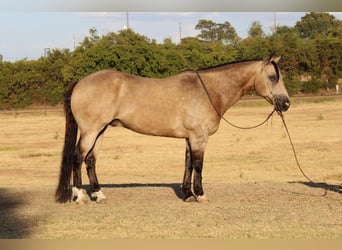 American Quarter Horse, Gelding, 11 years, 14.3 hh, Buckskin