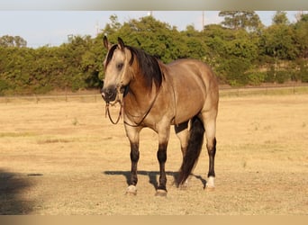 American Quarter Horse, Gelding, 11 years, 14.3 hh, Buckskin