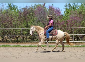 American Quarter Horse, Gelding, 11 years, 14.3 hh, Champagne