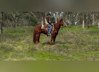 American Quarter Horse, Gelding, 11 years, 14.3 hh, Chestnut