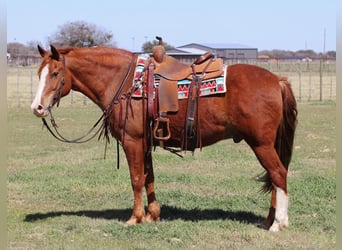 American Quarter Horse, Gelding, 11 years, 14,3 hh, Chestnut