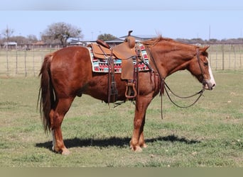 American Quarter Horse, Gelding, 11 years, 14,3 hh, Chestnut