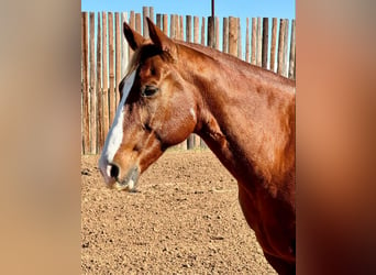 American Quarter Horse, Gelding, 11 years, 14,3 hh, Chestnut