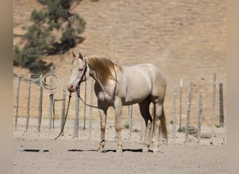 American Quarter Horse, Gelding, 11 years, 14.3 hh, Cremello