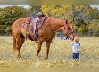 American Quarter Horse, Gelding, 11 years, 14.3 hh, Dun