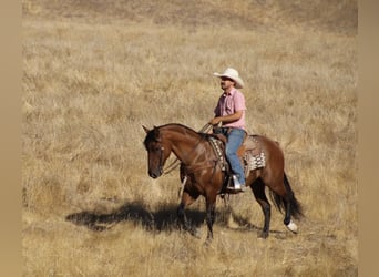 American Quarter Horse, Gelding, 11 years, 14.3 hh, Dun