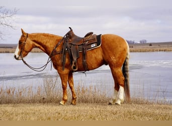 American Quarter Horse, Gelding, 11 years, 14.3 hh, Palomino