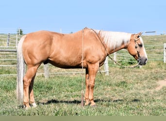 American Quarter Horse, Gelding, 11 years, 14.3 hh, Palomino