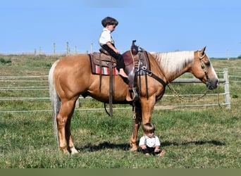 American Quarter Horse, Gelding, 11 years, 14.3 hh, Palomino