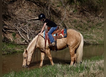 American Quarter Horse, Gelding, 11 years, 14.3 hh, Palomino