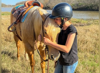 American Quarter Horse, Gelding, 11 years, 14.3 hh, Palomino