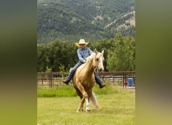 American Quarter Horse, Wallach, 11 Jahre, 14,3 hh, Palomino