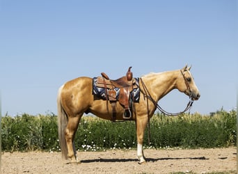 American Quarter Horse, Wallach, 11 Jahre, 14,3 hh, Palomino