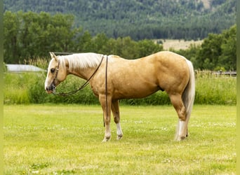 American Quarter Horse, Gelding, 11 years, 14.3 hh, Palomino