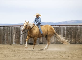 American Quarter Horse, Wallach, 11 Jahre, 14,3 hh, Palomino