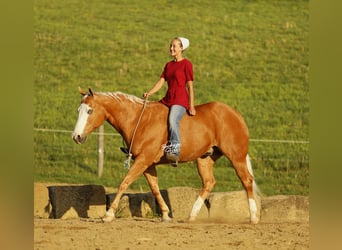 American Quarter Horse, Gelding, 11 years, 14.3 hh, Palomino
