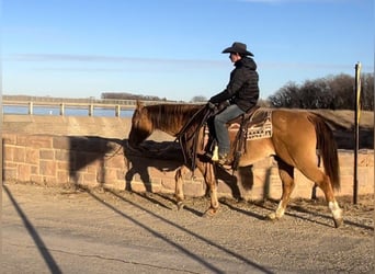 American Quarter Horse, Gelding, 11 years, 14.3 hh, Red Dun
