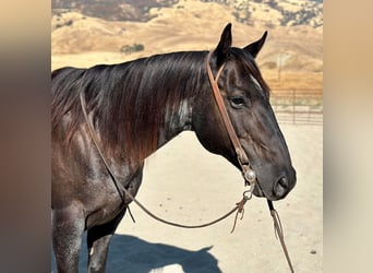American Quarter Horse, Gelding, 11 years, 14.3 hh, Roan-Blue