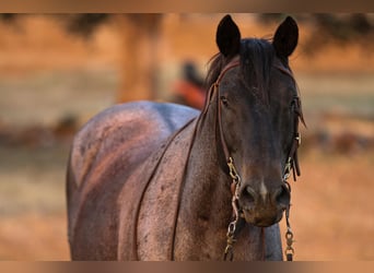 American Quarter Horse, Gelding, 11 years, 14.3 hh, Roan-Blue