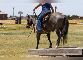 American Quarter Horse, Gelding, 11 years, 14.3 hh, Roan-Blue