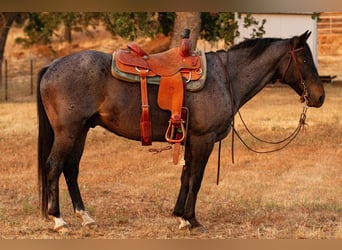 American Quarter Horse, Gelding, 11 years, 14.3 hh, Roan-Blue