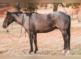 American Quarter Horse, Gelding, 11 years, 14.3 hh, Roan-Blue