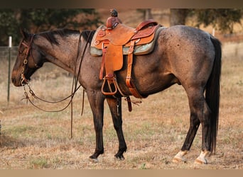 American Quarter Horse, Gelding, 11 years, 14.3 hh, Roan-Blue