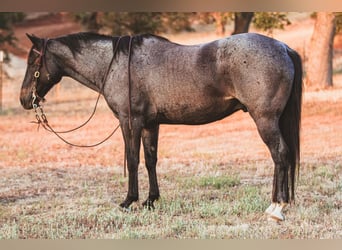 American Quarter Horse, Gelding, 11 years, 14.3 hh, Roan-Blue